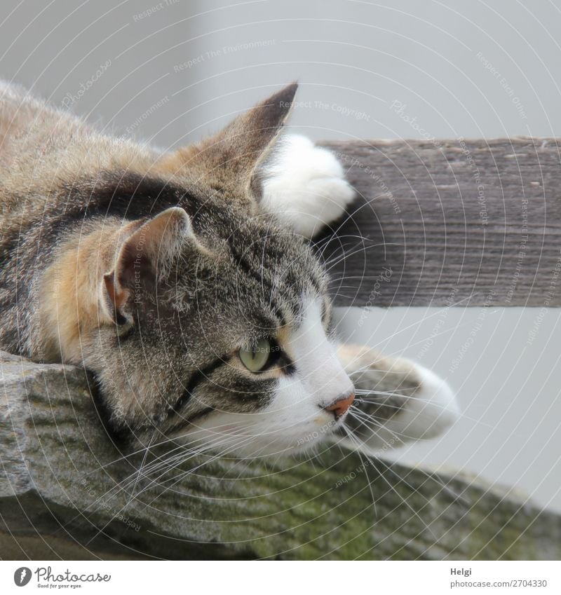 Detail, head and paws of a cat lying on a wooden board Animal Pet Cat 1 Observe Lie Looking Uniqueness natural Curiosity Brown Gray Black White Contentment