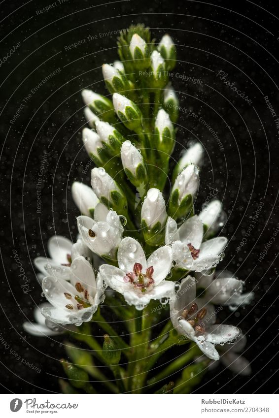 Flowers 02 Environment Nature Plant Water Drops of water Blossom Foliage plant Blossoming Illuminate Esthetic Exceptional Fragrance Green Red Black White Thirst