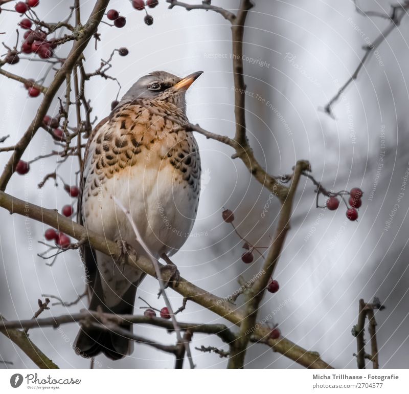 Juniper Thrush in a Berry Bush Nature Animal Sky Sunlight Bushes Branch Berries Wild animal Bird Animal face Wing Claw Throstle Turdus Pilaris Beak Feather 1