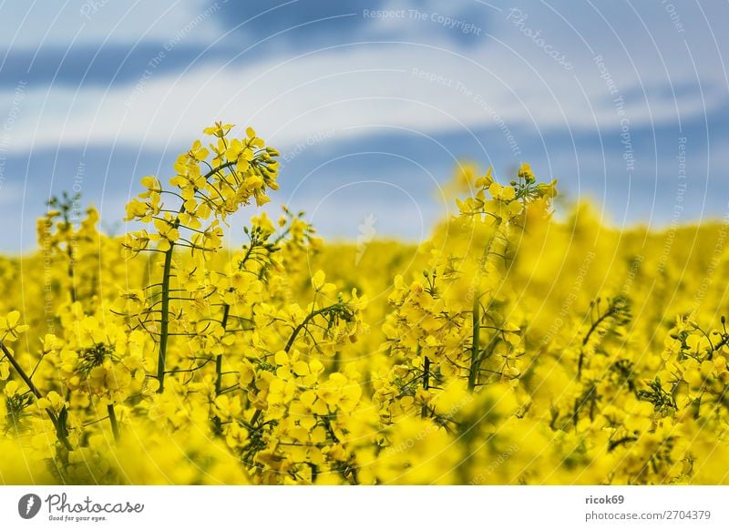 Blossoming rape field in Mecklenburg-Western Pomerania Relaxation Vacation & Travel Tourism Agriculture Forestry Environment Nature Landscape Plant Clouds