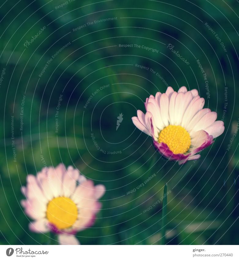 Hiddensee. There's daisies too. Environment Nature Plant Spring Beautiful weather Flower Blossom Meadow Green Pink Yellow Small Macro (Extreme close-up) Occur