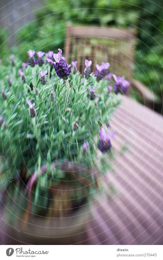 lavandula Environment Nature Plant Bushes Leaf Blossom Agricultural crop Pot plant Lavender Garden Blossoming Fragrance Growth Brown Green Violet Table Feces