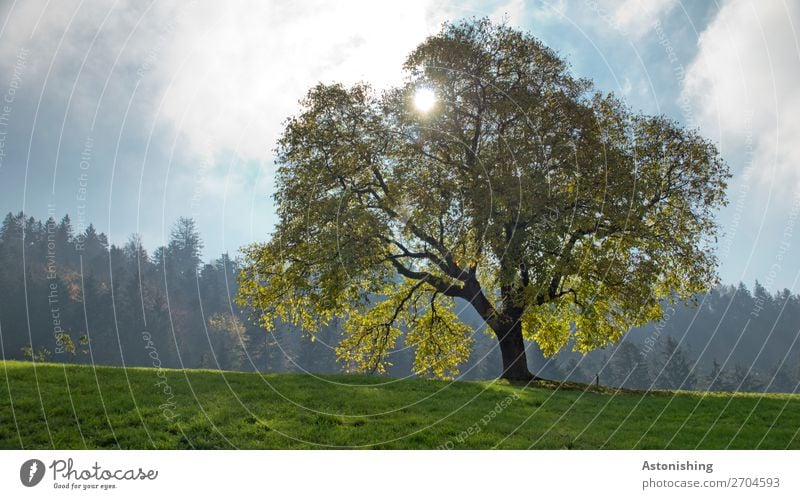 the tree Environment Nature Landscape Plant Sky Clouds Sun Sunlight Summer Weather Beautiful weather Tree Leaf Foliage plant Meadow Field Forest Hill Old