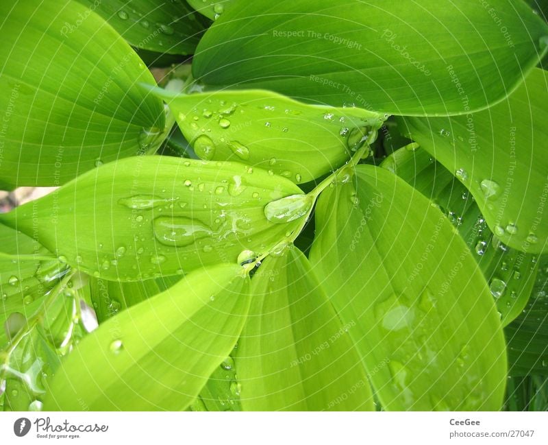 Water in the green Plant Flower Green Wet Damp Leaf Macro (Extreme close-up) Close-up Rain Drops of water Nature Twig