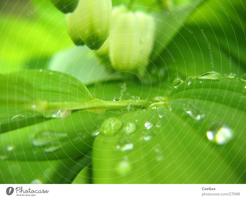 Water in the green 2 Plant Flower Green Wet Damp Leaf Blossom White Hang Macro (Extreme close-up) Close-up Rain Drops of water Nature Twig