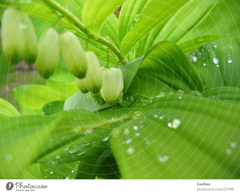 Water in the green 3 Plant Flower Green Wet Damp Leaf Blossom White Suspended Macro (Extreme close-up) Close-up Rain Drops of water Nature Twig Row