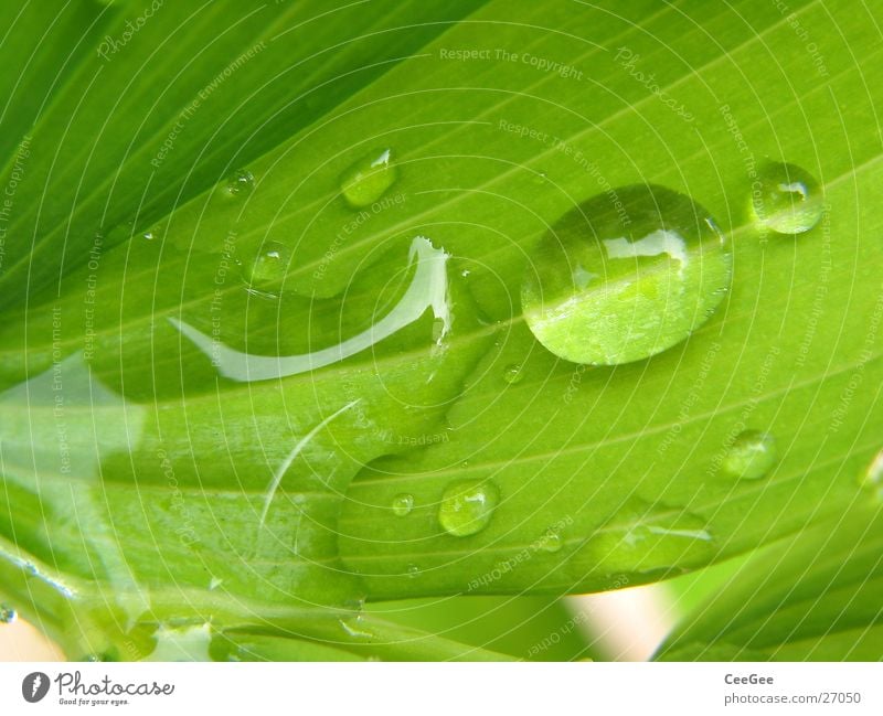 trickle Plant Flower Green Wet Damp Leaf Macro (Extreme close-up) Close-up Rain Drops of water Water Nature