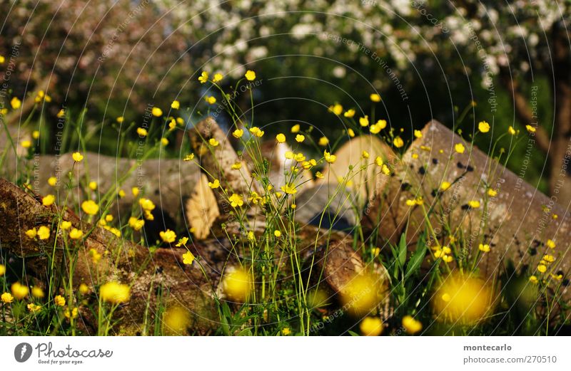 I'll take "Nature" (100) Mr. Thoelke... Environment Landscape Plant Sun Sunlight Spring Beautiful weather Tree Flower Grass Bushes Leaf Blossom Foliage plant