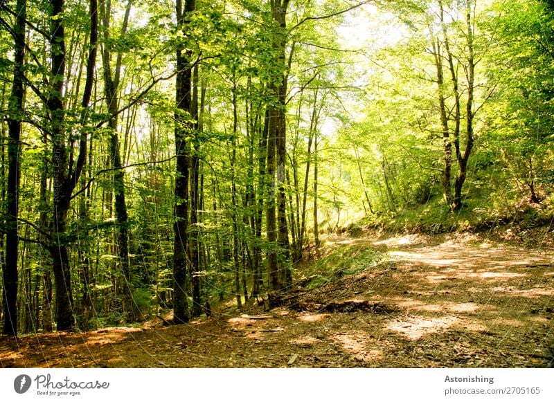 In the curve Environment Nature Landscape Plant Summer Weather Beautiful weather Tree Forest Albania Lanes & trails Bright Yellow Green Tree trunk Leaf canopy