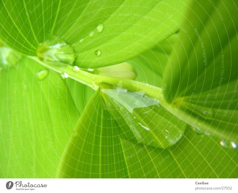 Water in the green 5 Plant Flower Green Wet Damp Leaf Macro (Extreme close-up) Close-up Rain Drops of water Nature Twig