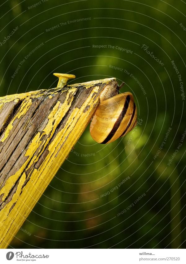 on the way to the nail studio Crumpet Snail shell Yellow career opportunities fence post snail mail Endurance Effort Stress Success Target Climbing Slowly