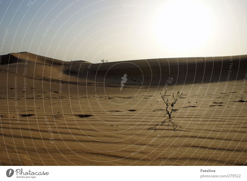 Traces in the sand Environment Nature Landscape Plant Elements Earth Sand Sky Cloudless sky Grass Desert Bright Natural Far-off places Desert plant Colour photo