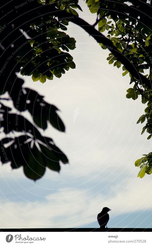 Looking for paradise Environment Nature Sky Plant Tree Bird 1 Animal Black Colour photo Exterior shot Deserted Copy Space middle Day Light Shadow Contrast