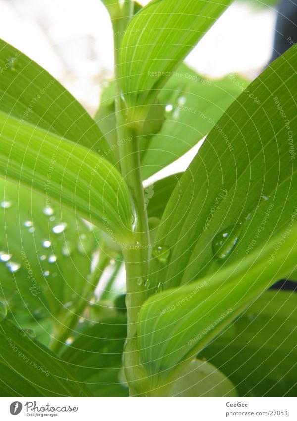 the green branch Plant Flower Green Leaf Macro (Extreme close-up) Close-up Nature Twig