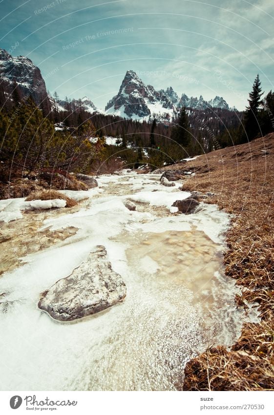 spring awakening Environment Nature Landscape Plant Elements Earth Water Sky Cloudless sky Spring Climate Beautiful weather Snow Tree Alps Mountain Peak