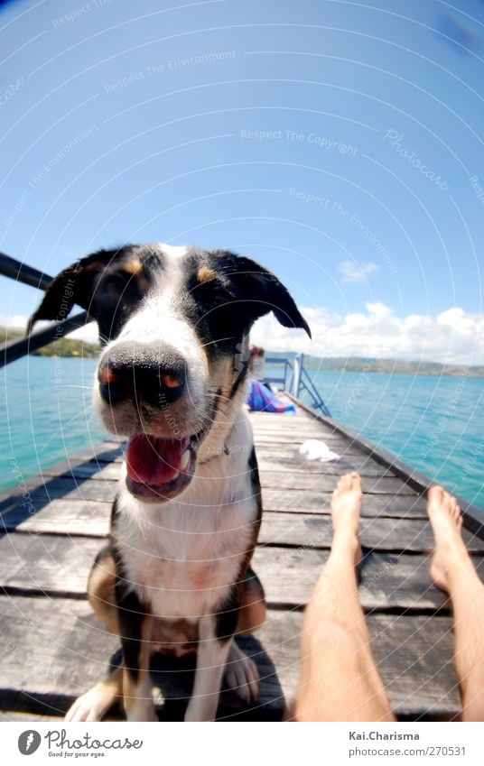 Iceland Dog Summer Island Animal Pet 1 Joy Happy Colour photo Exterior shot Copy Space top Day Animal portrait