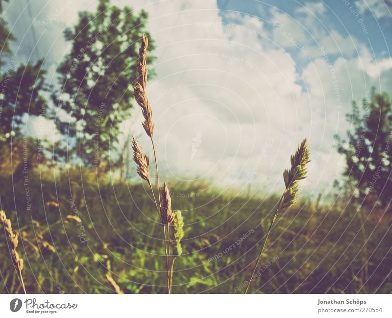 reclining Environment Nature Sky Beautiful weather Plant Tree Grass Foliage plant Meadow Relaxation To enjoy Dream Moody Contentment Joie de vivre (Vitality)