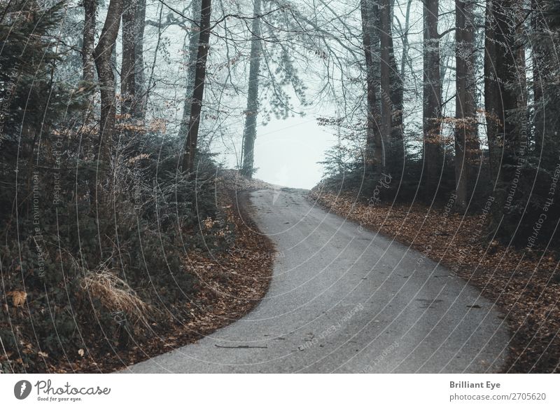 Mystic Forest Trail Nature Fog Tree Deserted Street Creepy Cold End Asphalt Switzerland Curve Leaf Bright Infrastructure Exterior shot Day