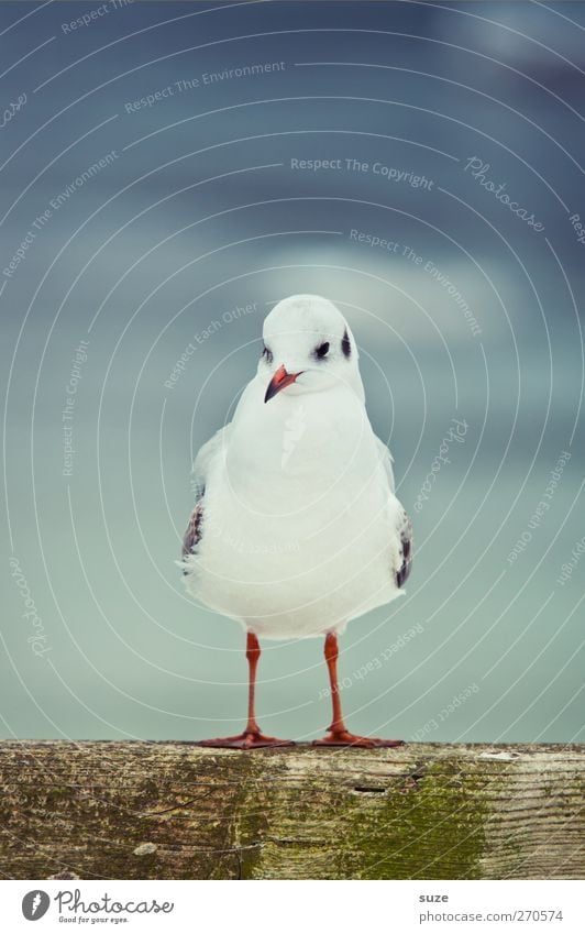 broad-legged creature Calm Environment Nature Animal Sky Wild animal Bird 1 Stand Wait Cold Small Cute Blue White Seagull Gull birds Feather Wood