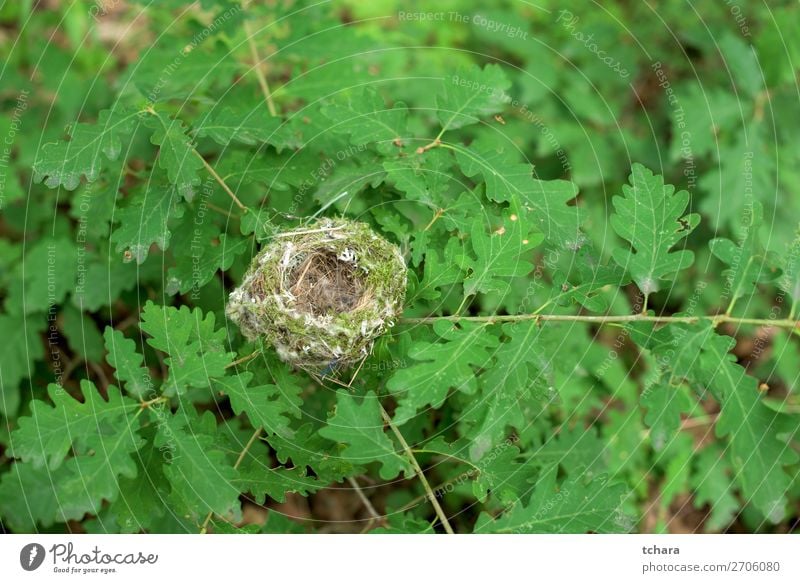 Nest of the oak tree Life Easter Man Adults Environment Nature Animal Tree Leaf Forest Building Bird Sit Small Natural Wild Green Colour wildlife background Egg