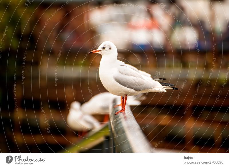 black-headed gull on a bridge railing Animal Wild animal Bird Group of animals Gray White wildlife Black-headed gull sits Bridge railing seagull fauna Poland