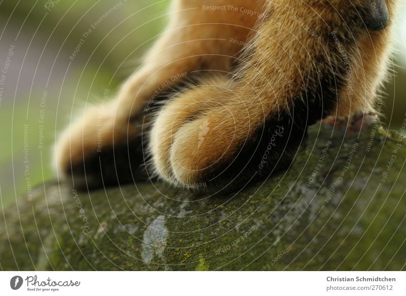 tree paw Nature Tree Animal Pet Cat Pelt Paw 1 Going Stand Athletic Colour photo Exterior shot Day Shallow depth of field