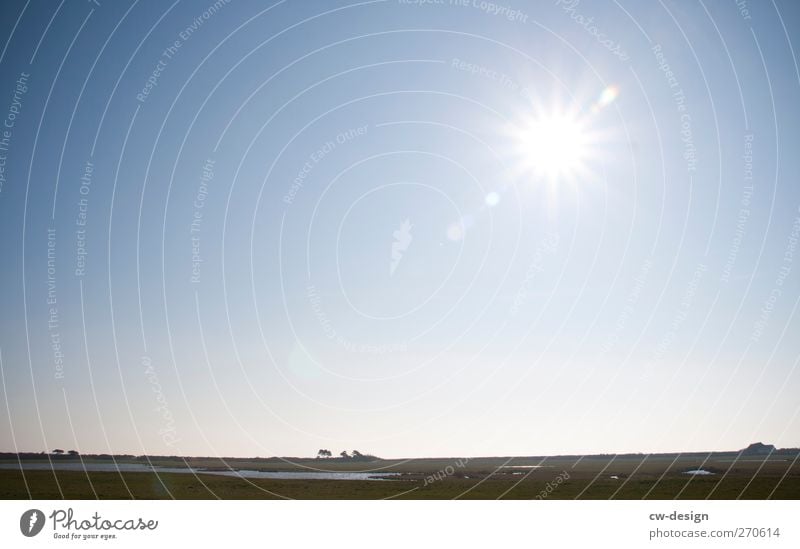 Hiddensee | Flat Country Nature Landscape Plant Earth Sky Cloudless sky Sun Spring Summer Beautiful weather Wind cripple Meadow Field Baltic Sea Island Bog