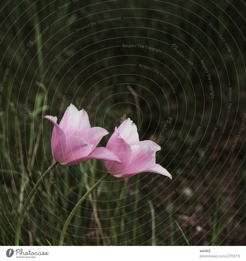 Growing old together Elegant Environment Nature Landscape Plant Spring Flower Grass Bushes Blossom Tulip Touch Movement Blossoming Love Together Natural