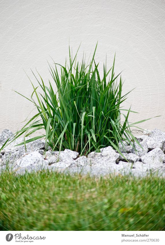 grass green - stone grey Plant Summer Grass Foliage plant Garden Gray Green Stone Wall (building) Granite Colour photo Exterior shot Deserted Day