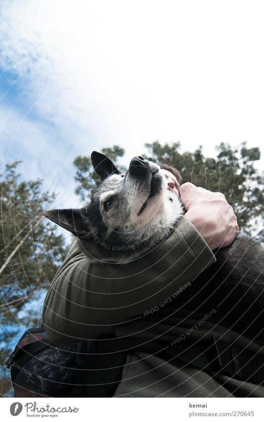 Hiddensee Who Carries the Wolf Masculine Nose Arm 1 Human being Animal Pet Dog Animal face Pelt Ear Carrying Large Above huge Dog's snout Contentment