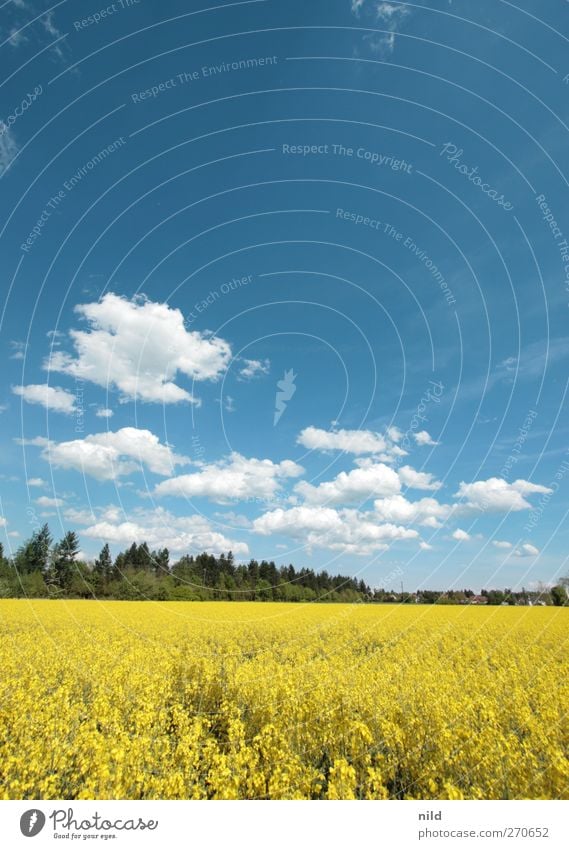 white-blue-green-yellow Environment Nature Landscape Sky Clouds Spring Beautiful weather Plant Agricultural crop Canola Field Blue Yellow Agriculture