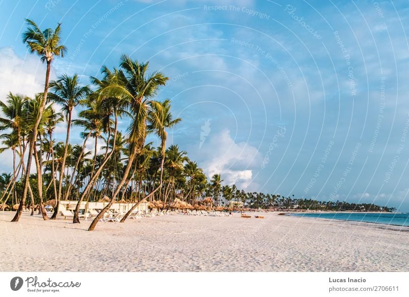 Bavaro Beaches in Punta Cana, Dominican Republic Vacation & Travel Tourism Summer Ocean Island Environment Nature Sand Tree Leaf Coast Wanderlust America