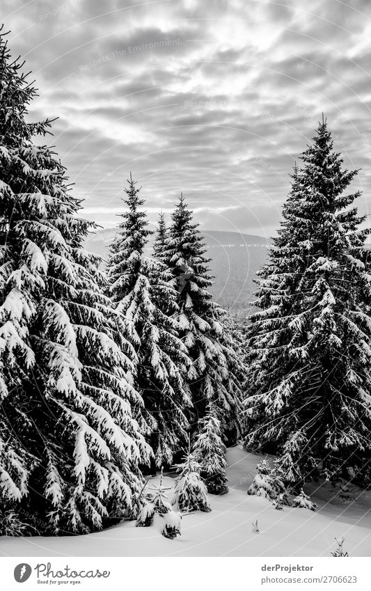 Winter forest in the Harz Mountains XXII Storm damage Bark-beetle Climate change mountain Saxony-Anhalt Adventure Tourism Trip Freedom Sightseeing Snow