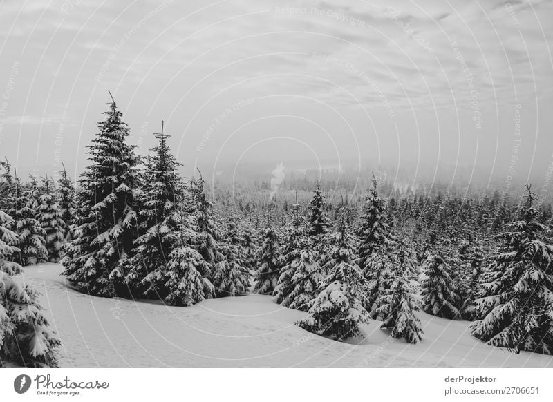 Winter forest in the Harz Mountains XX Storm damage Bark-beetle Climate change mountain Saxony-Anhalt Adventure Tourism Trip Freedom Sightseeing Snow