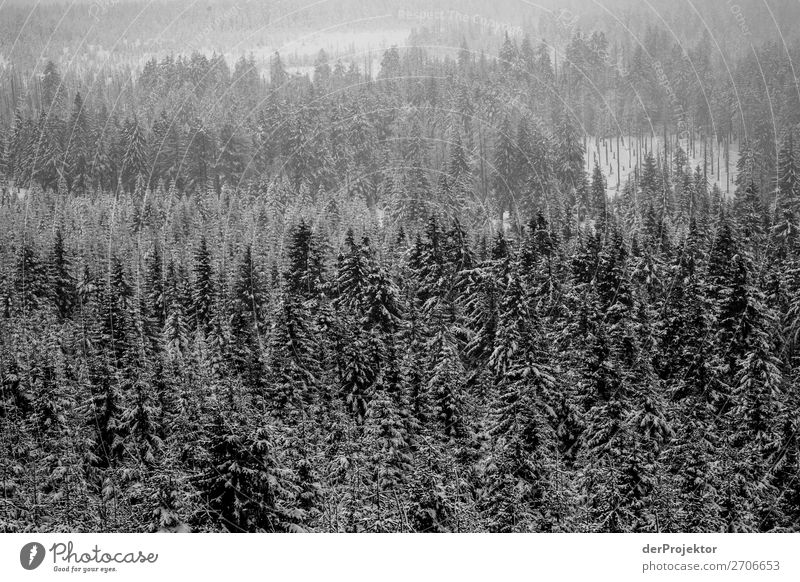 Winter forest in the Harz XXI Storm damage Bark-beetle Climate change mountain Saxony-Anhalt Adventure Tourism Trip Freedom Sightseeing Snow Winter vacation