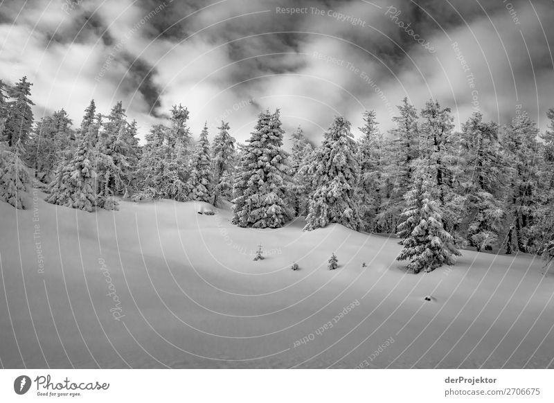 Winter forest in the Harz XVIII Storm damage Bark-beetle Climate change mountain Saxony-Anhalt Adventure Tourism Trip Freedom Sightseeing Snow Winter vacation