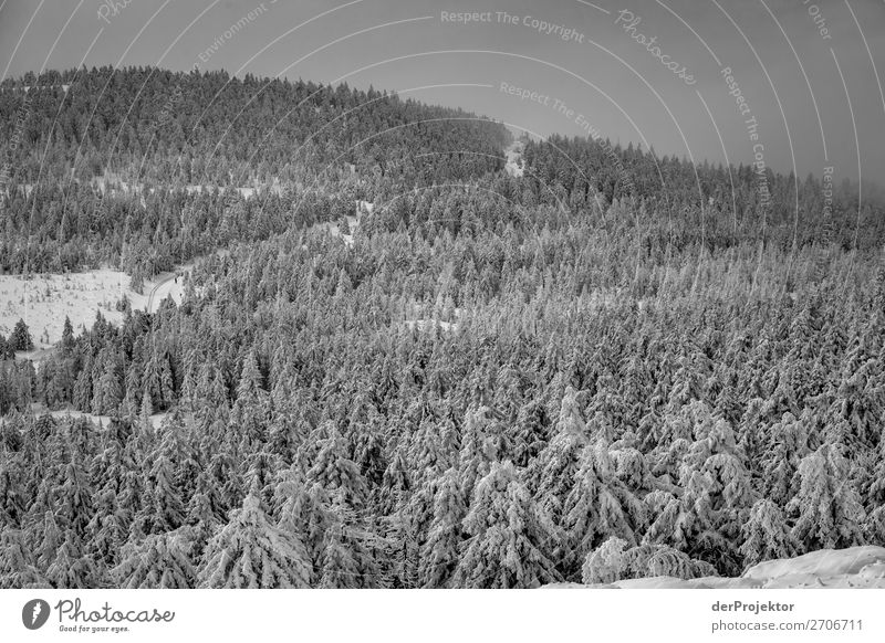 Winter forest in the Harz XVI Storm damage Bark-beetle Climate change mountain Saxony-Anhalt Adventure Tourism Trip Freedom Sightseeing Snow Winter vacation