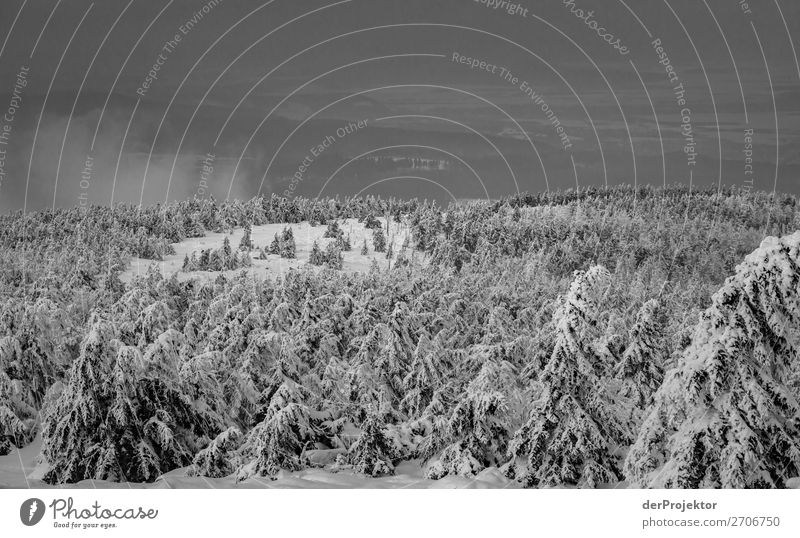 Winter forest in the Harz XIV Storm damage Bark-beetle Climate change mountain Saxony-Anhalt Adventure Tourism Trip Freedom Sightseeing Snow Winter vacation