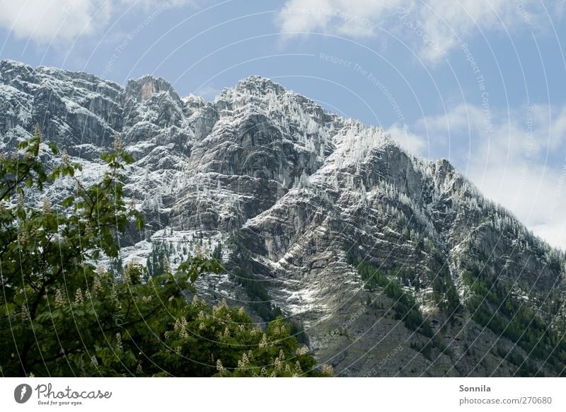 Mountain at Königssee Vacation & Travel Tourism Trip Hiking trip Environment Nature Landscape Plant Sky Clouds Spring Beautiful weather Tree Leaf Rock Alps Peak