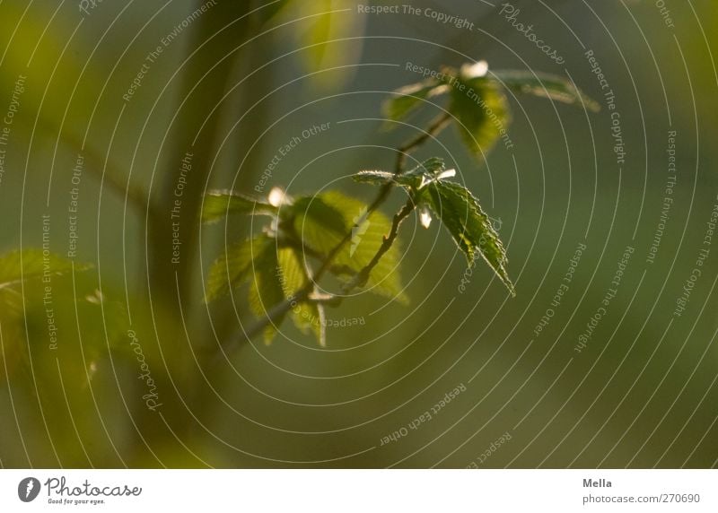 it greenens so greenly Environment Nature Plant Spring Tree Leaf Growth Near Natural Green Beginning Calm Time Beech tree Colour photo Exterior shot Close-up