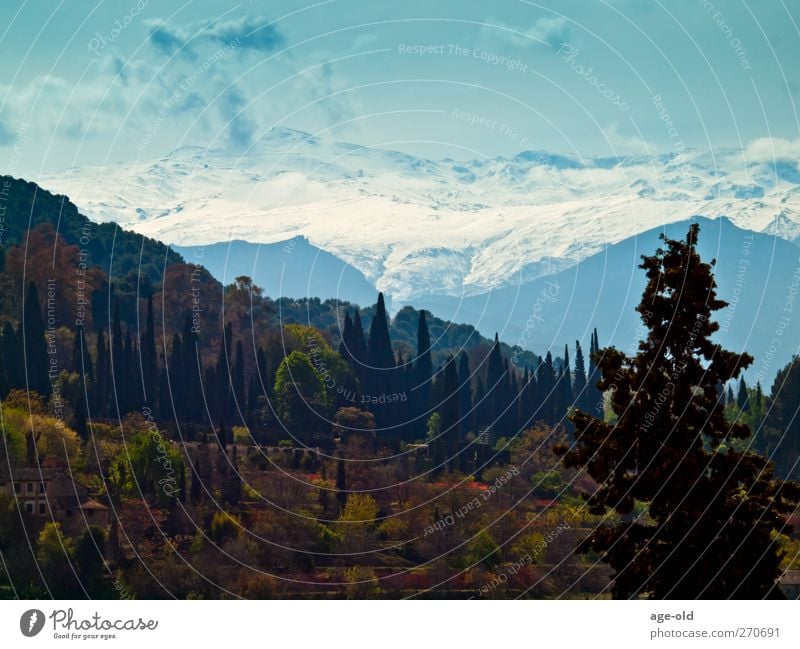 la sierra nevada (andalucia) Environment Nature Landscape Plant Sky Beautiful weather Snow Tree Mountain Sierra Nevada Snowcapped peak Observe Looking Fantastic