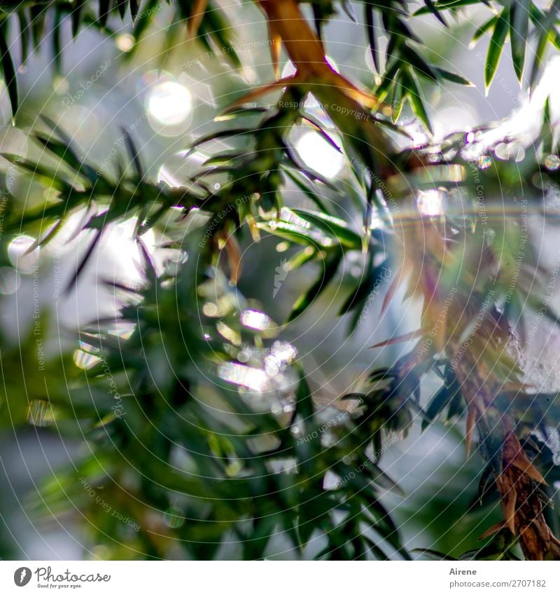 vain juniper Winter Beautiful weather Ice Frost Juniper Freeze Glittering Fresh Cold Thorny Green White Nature Prismatic colors Refraction Colour photo