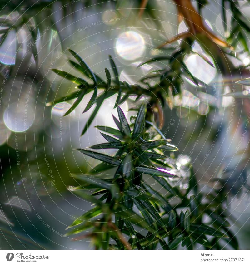 Juniper with sunlight II Winter Beautiful weather Ice Frost Bushes Twigs and branches Reflection Freeze Glittering Fresh Cold Natural Green White Happy Nature