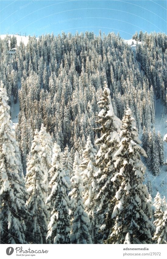 snow Tree Mountain Snow snow-covered landscape