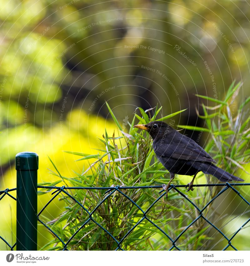 wren of the wagons Plant Tree Fence Fence post Animal Bird Blackbird 1 Brown Yellow Green Orange Colour photo Exterior shot Deserted Day