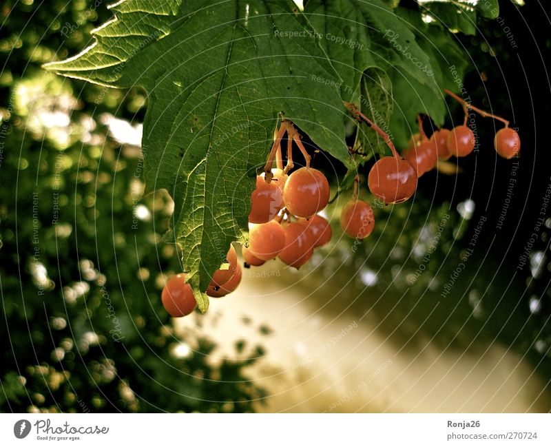 Red balls Water Sunlight Summer Tree Bushes Leaf Forest Brook Beautiful Warmth Green Nature Colour photo Exterior shot Deserted