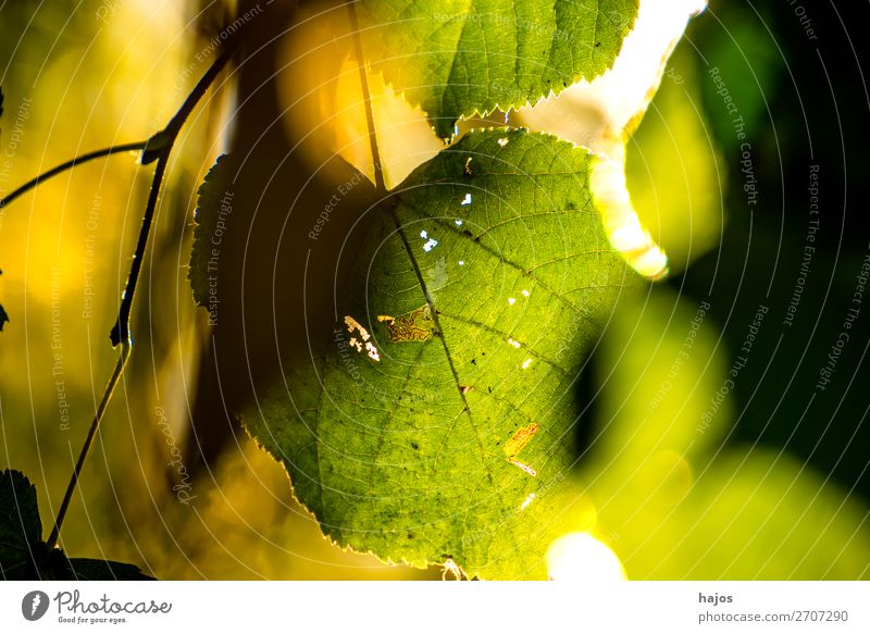 Lime leaf in soft back light Tree Leaf Yellow Idyll Lime tree Green Brown Back-light Brilliant Autumn colourful luminescent sunny Near Close-up Colour photo