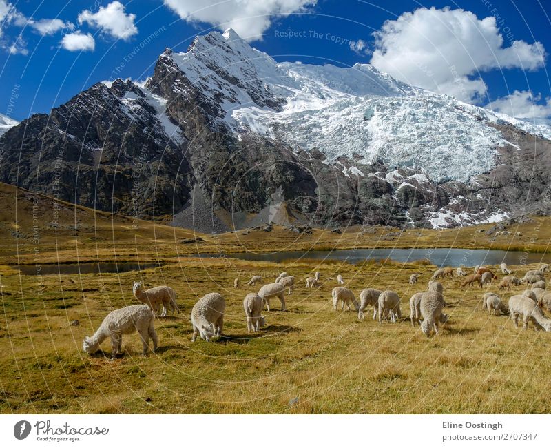 alpaca's on the ausangate trail peru Nature Landscape Animal Sunlight Beautiful weather Mountain Snowcapped peak Glacier Lake Wild animal Group of animals Herd