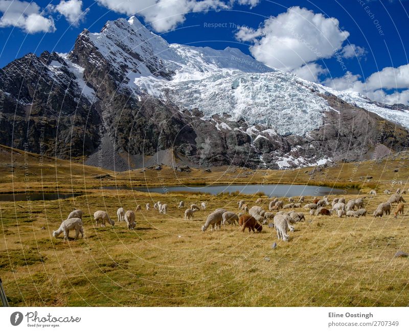 alpaca's on the ausangate trail peru Nature Landscape Animal Water Mountain Snowcapped peak Glacier Wild animal Group of animals Herd To enjoy Walking Blue