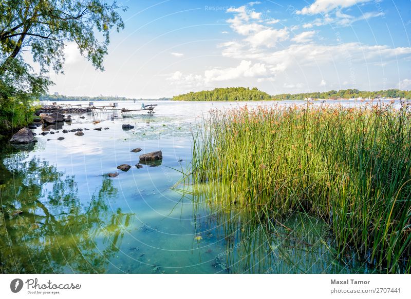 Reeds and Dnieper River Herbs and spices Summer Financial institution Environment Nature Landscape Plant Sky Clouds Wind Tree Grass Forest Coast Lake Growth